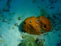 Image of Lumpy orange sponge