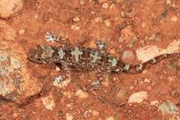 Image of Byrne's Gecko