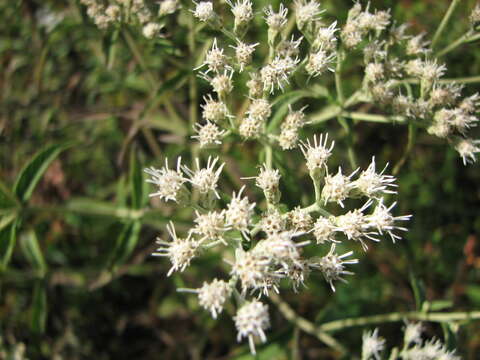 Sivun Eupatorium resinosum Torrey ex DC. kuva