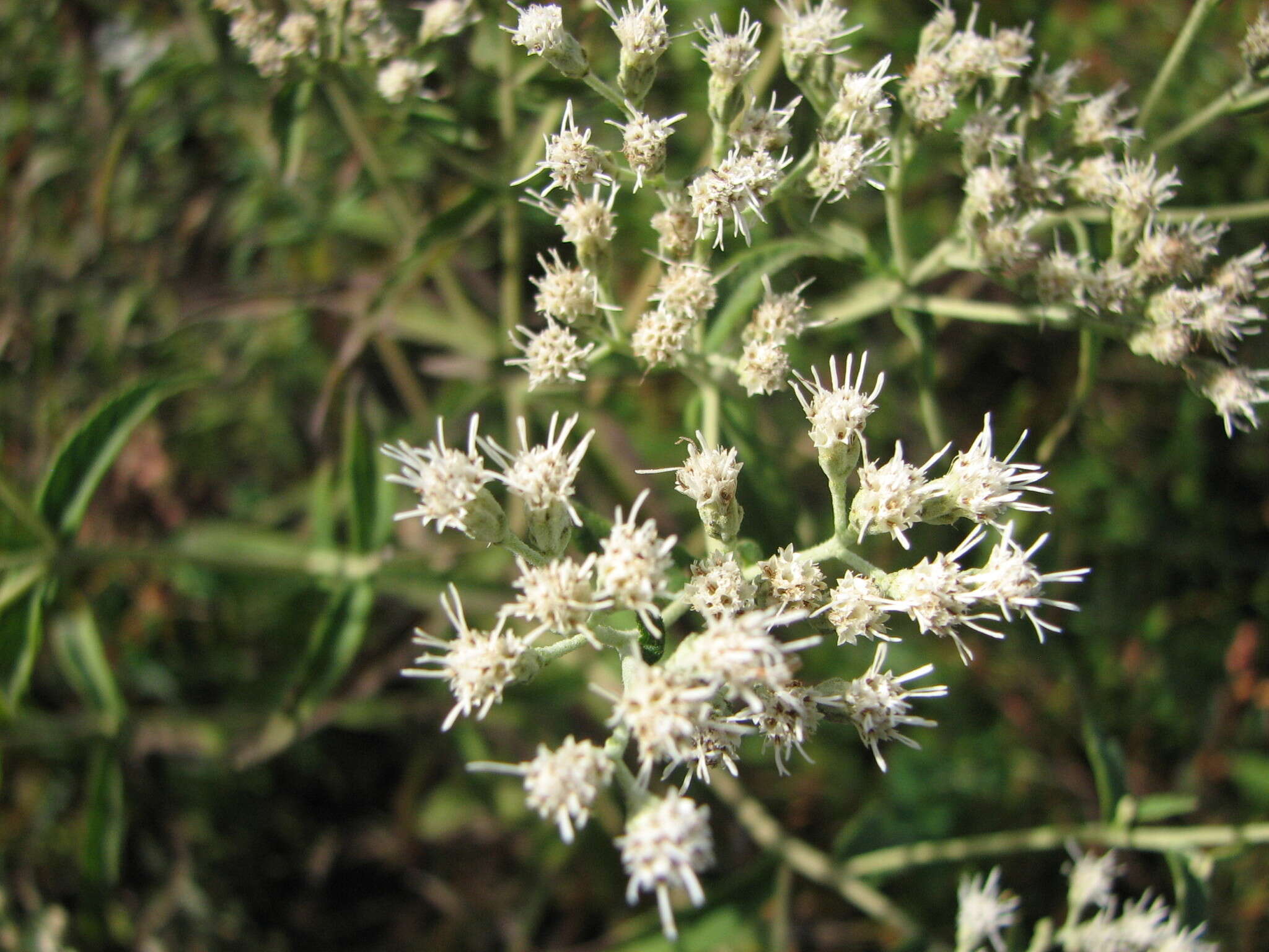 Image of pine barren thoroughwort