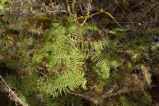 Image of Gleichenia microphylla R. Br.