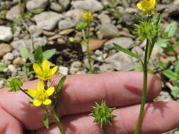 Image de Ranunculus muricatus L.