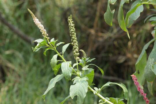 Image of tropical pokeweed