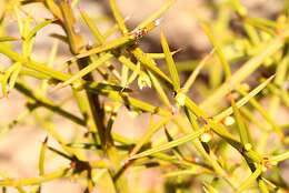 Apatophyllum teretifolium A. R. Bean & L. W. Yessup的圖片