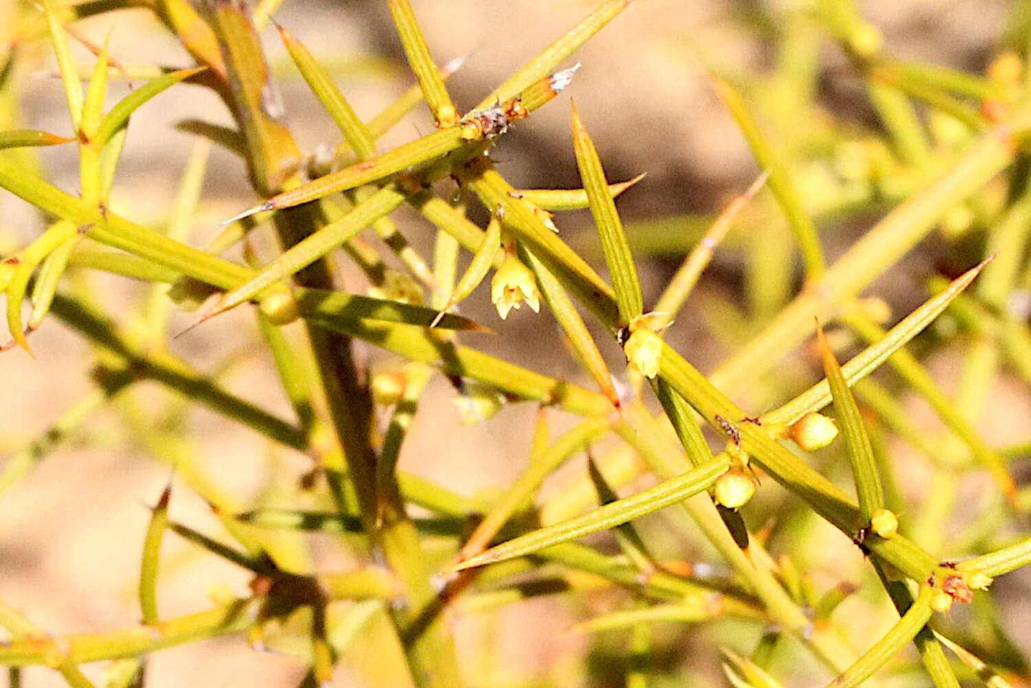 Image of Apatophyllum teretifolium A. R. Bean & L. W. Yessup