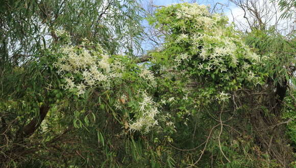 Image of Clematis pubescens Hueg. ex Endl.