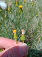 Plancia ëd Senecio macrocarpus F. Müll. ex R. O. Belcher