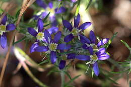 Imagem de Eriastrum sapphirinum subsp. dasyanthum (Brand) Mason