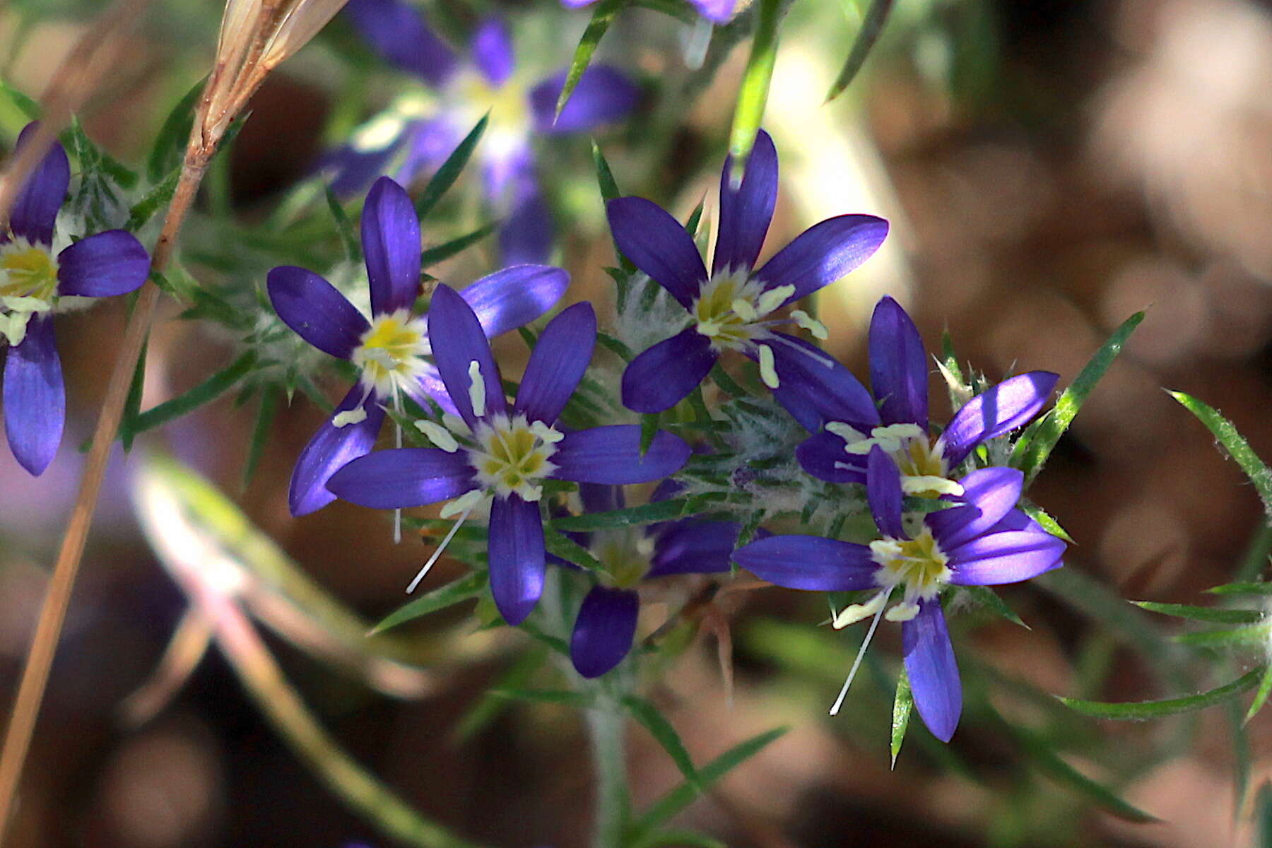 Imagem de Eriastrum sapphirinum subsp. dasyanthum (Brand) Mason