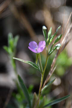 Image of chaparral clarkia