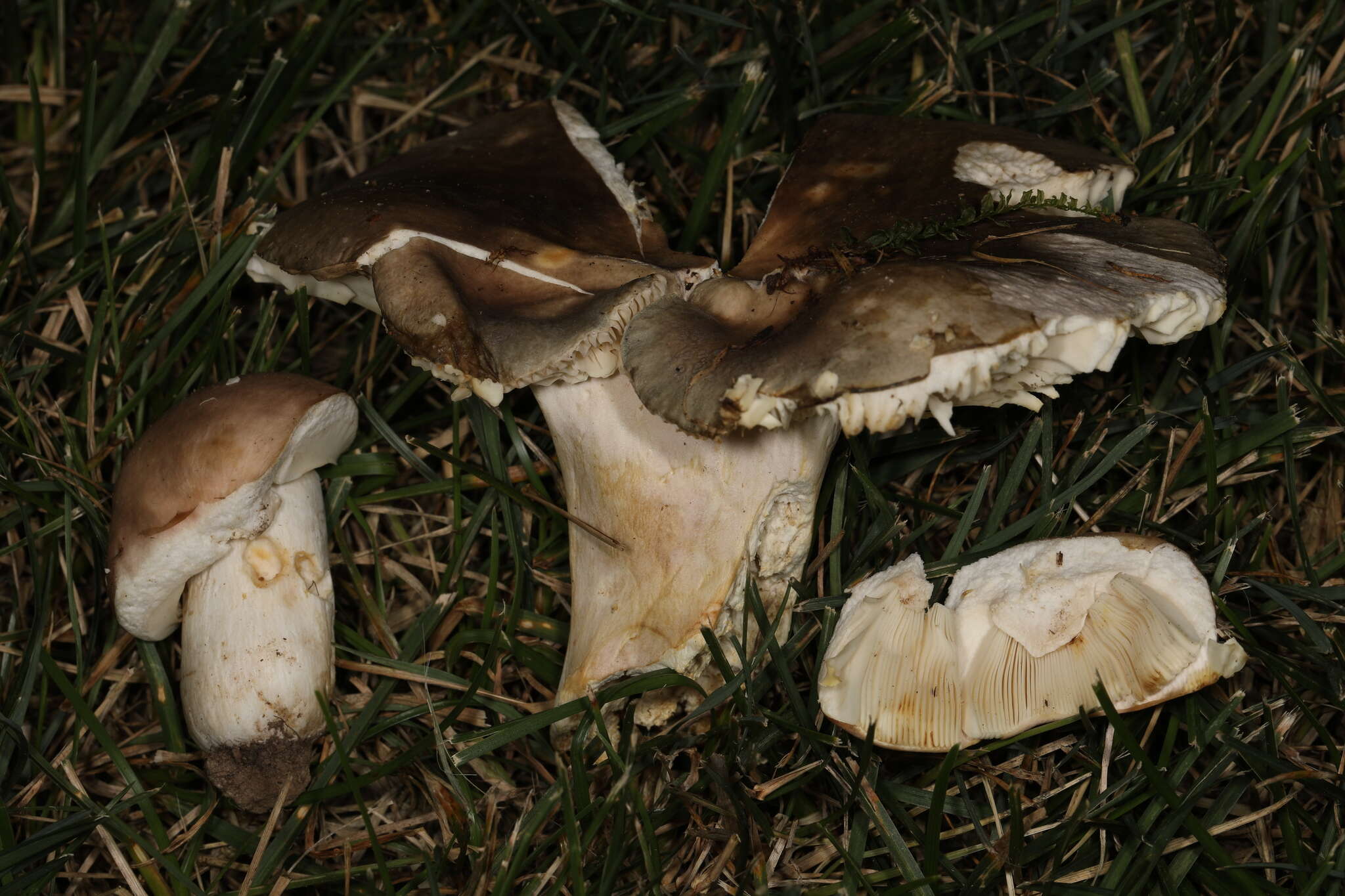 Image of Russula ionochlora Romagn. 1952