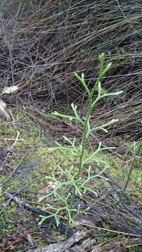 Image of Pseudolycopodium