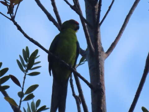 صورة Cyanoramphus saisseti Verreaux, J & Des Murs 1860