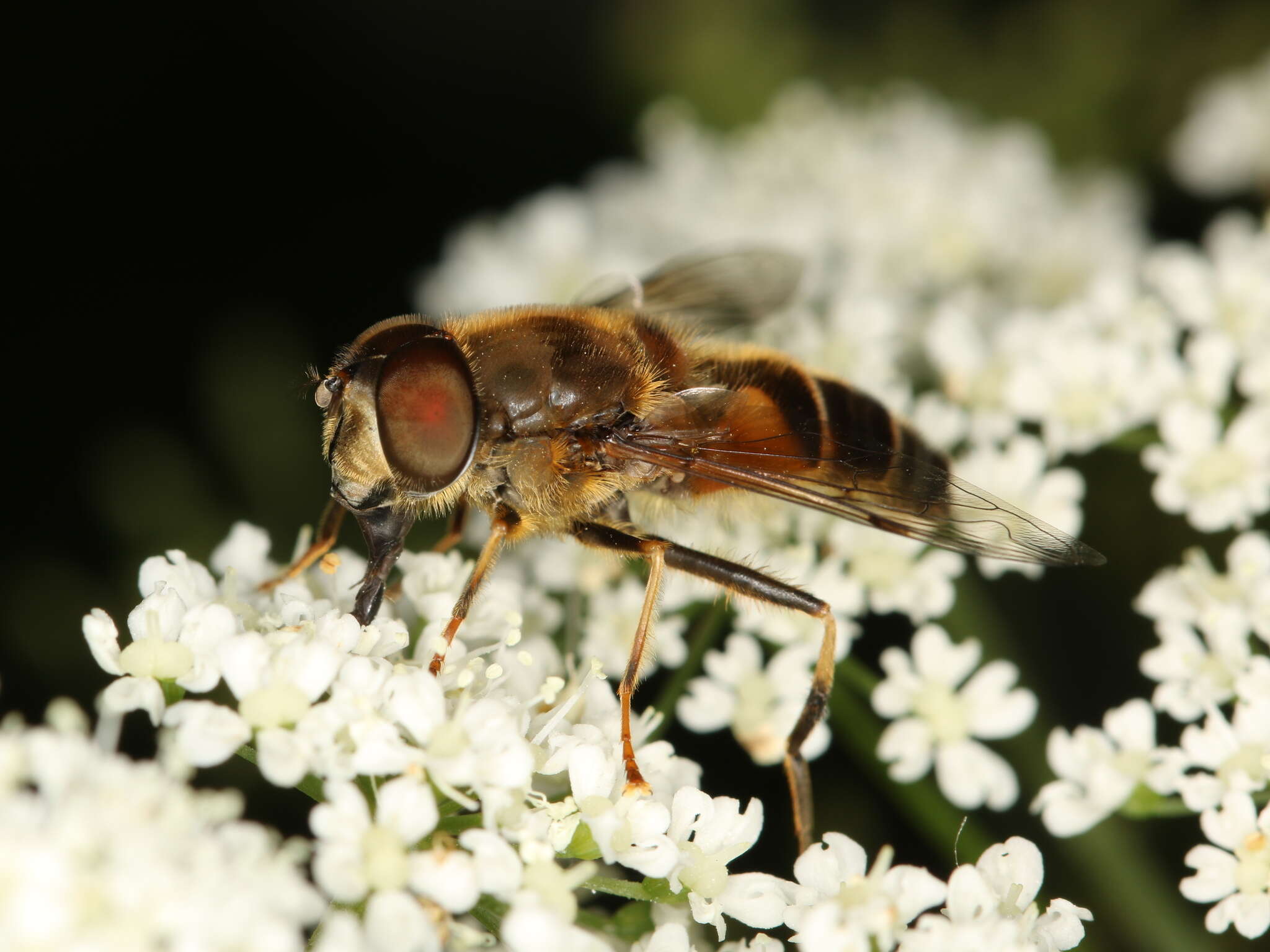 Слика од Eristalis pertinax (Scopoli 1763)