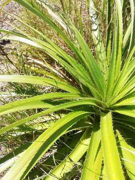 Image de Eryngium eburneum Decne.