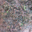 Sivun Phyllanthus bathianus Leandri kuva