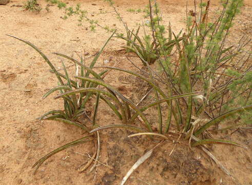 Image of Sansevieria aethiopica Thunb.