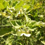 Image of Physalis patula Mill.