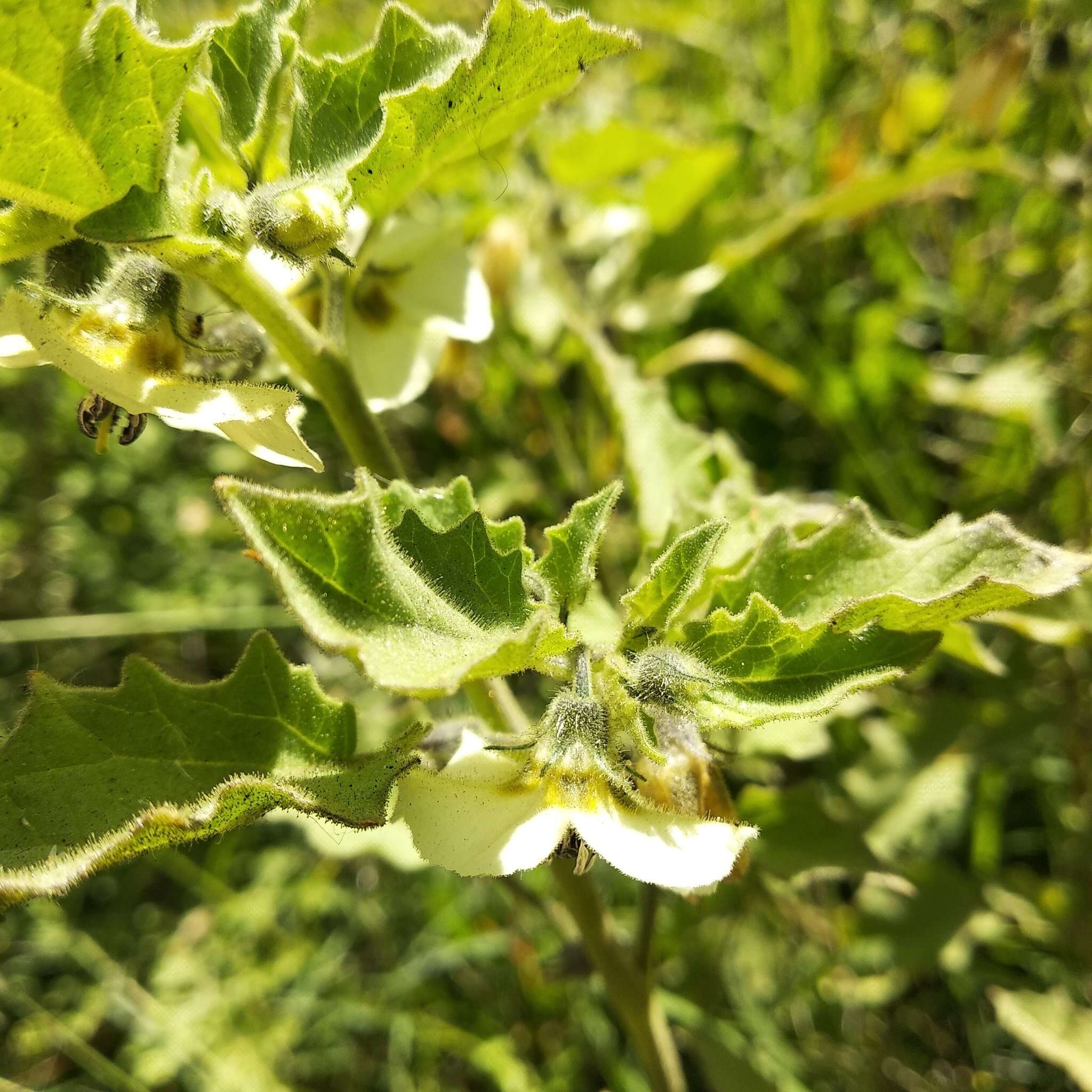 Image of Physalis patula Mill.