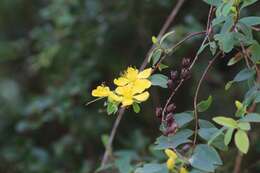 Image of Hypericum geminiflorum Hemsl.