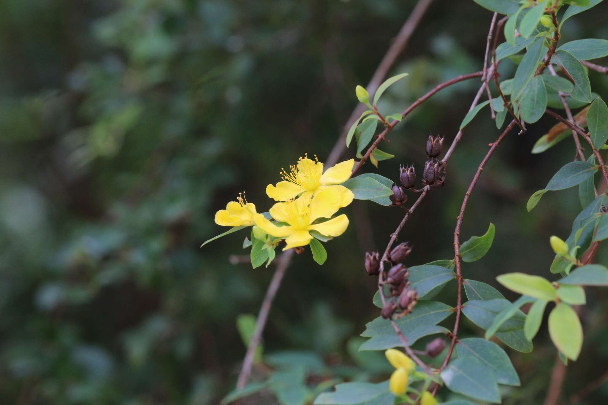 Image of Hypericum geminiflorum Hemsl.