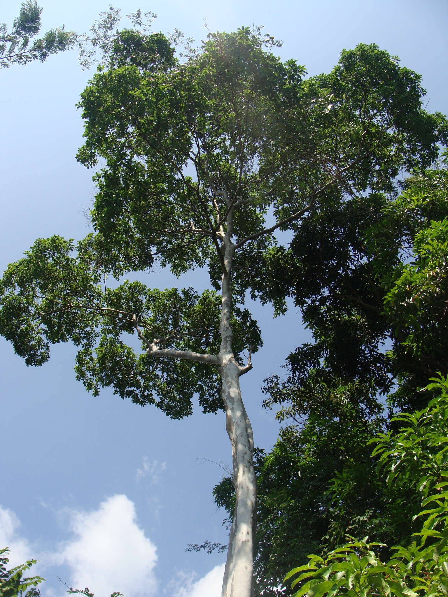 Image of Peruvian almond