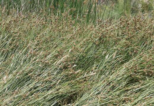 Image of tuberous bulrush