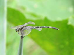 Sivun Progomphus clendoni Calvert 1905 kuva