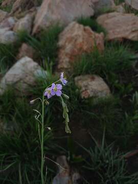 Слика од Heliophila rigidiuscula Sond.