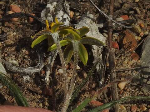 Image of Hypoxis floccosa Baker