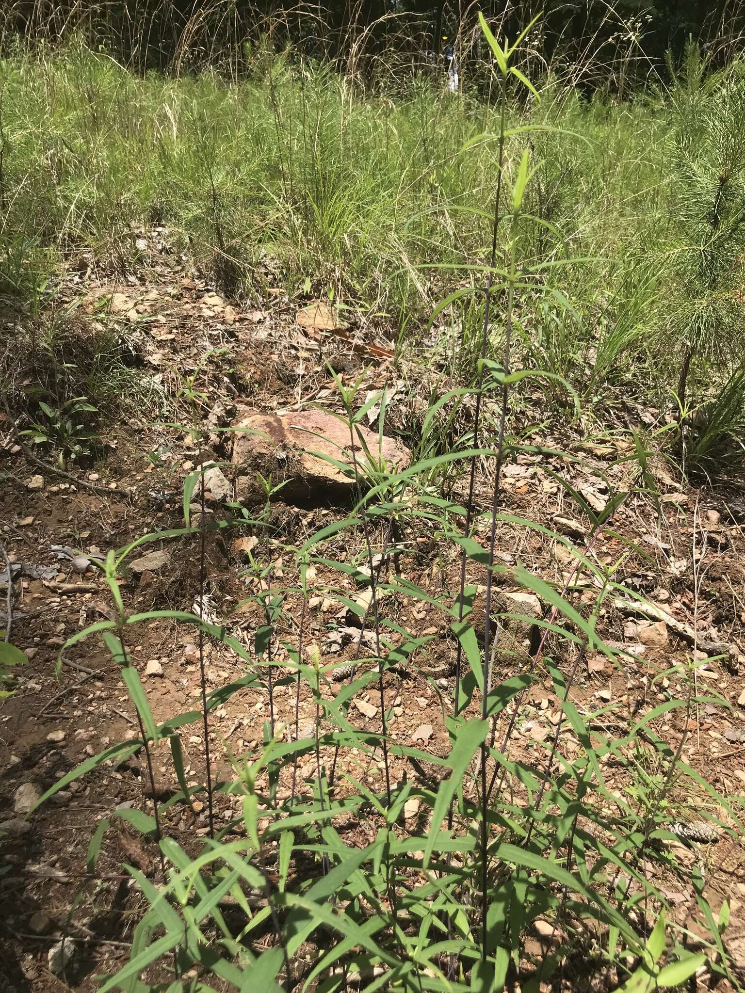 Sivun Helianthus smithii C. B. Heiser kuva