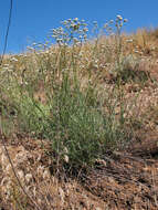 Слика од Gypsophila glomerata Pall. ex Bieb.