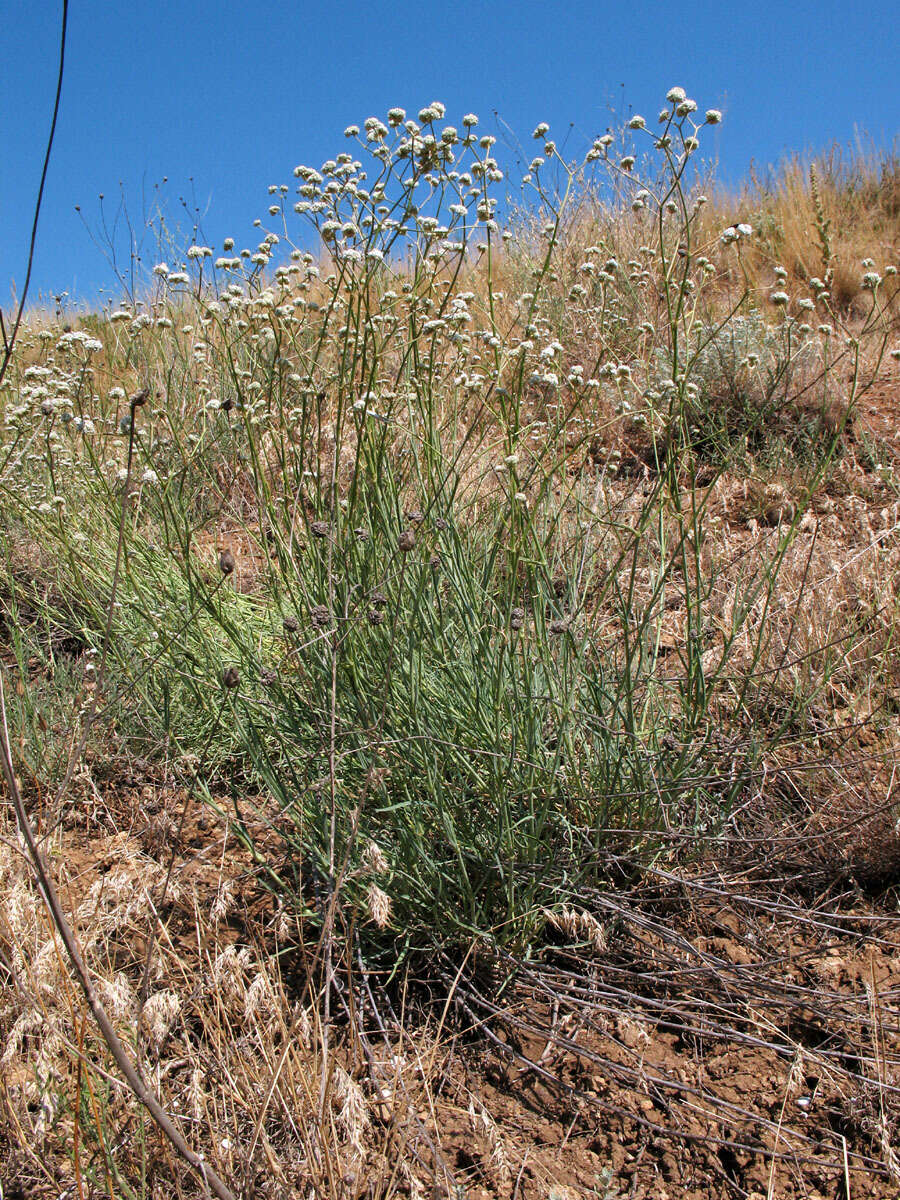 Image of Gypsophila glomerata Pall. ex Bieb.