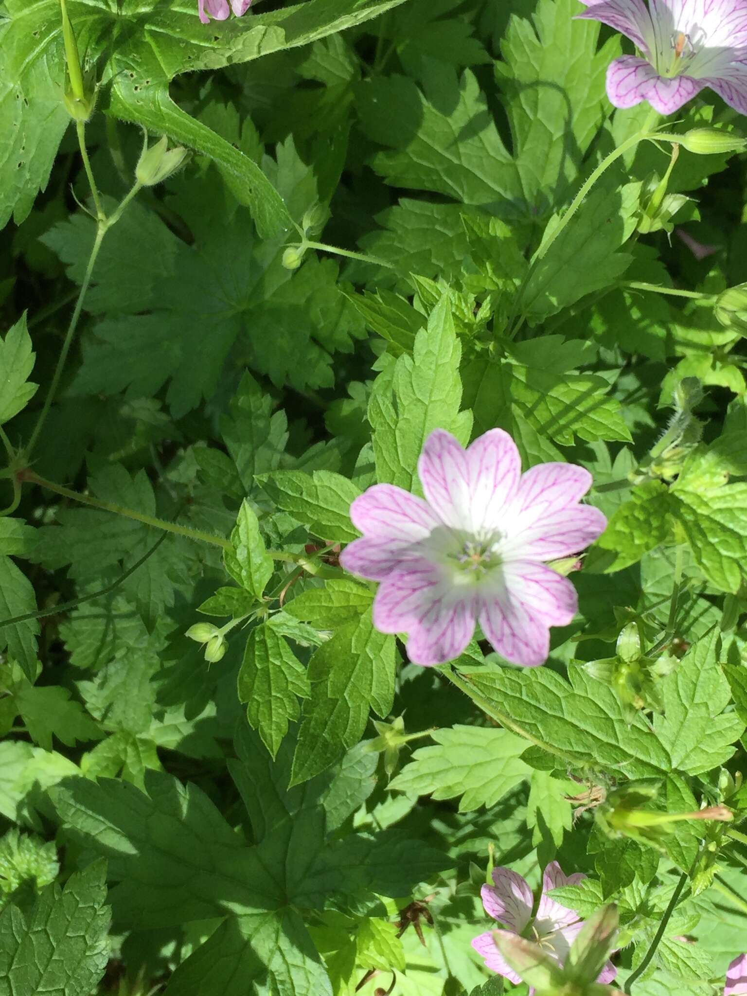 Image of Pencilled Crane's-bill