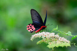 Atrophaneura horishanus (Matsumura 1910)的圖片