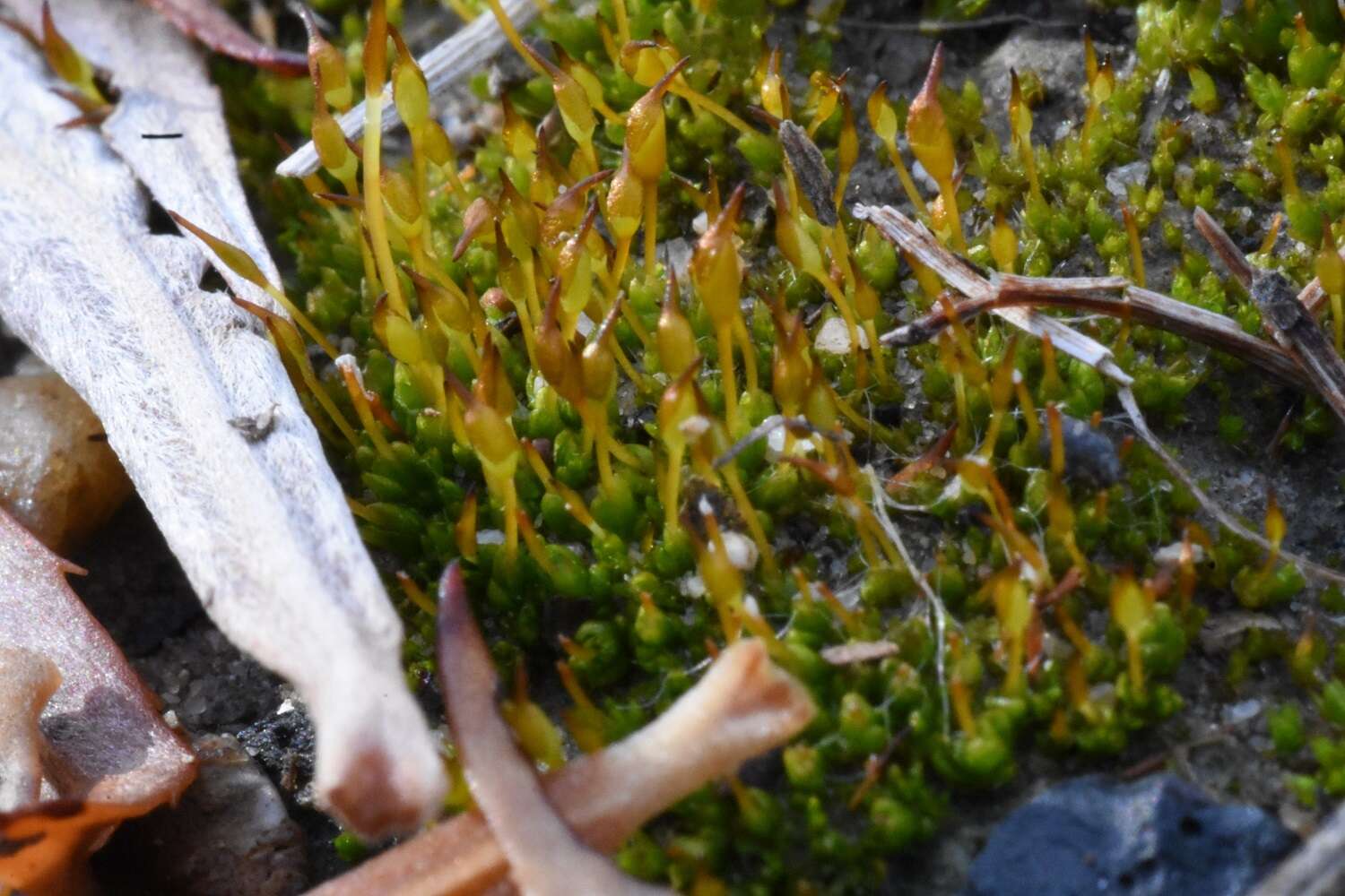 Image of ovate pterygoneurum moss