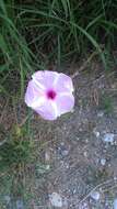 Слика од Ipomoea carnea Jacq.