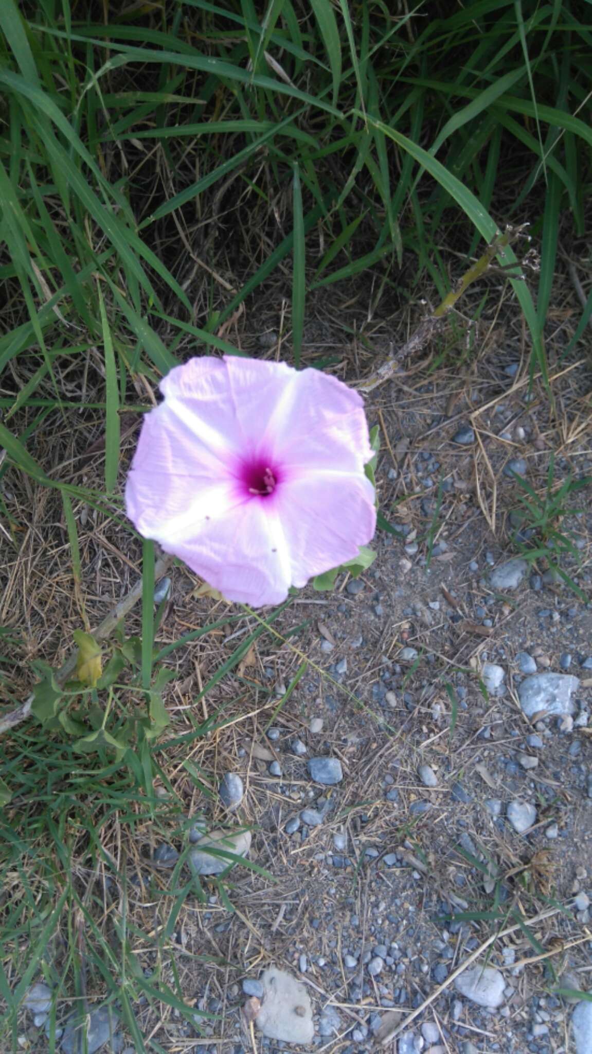 Слика од Ipomoea carnea Jacq.