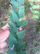 Smilax glauca Walter resmi