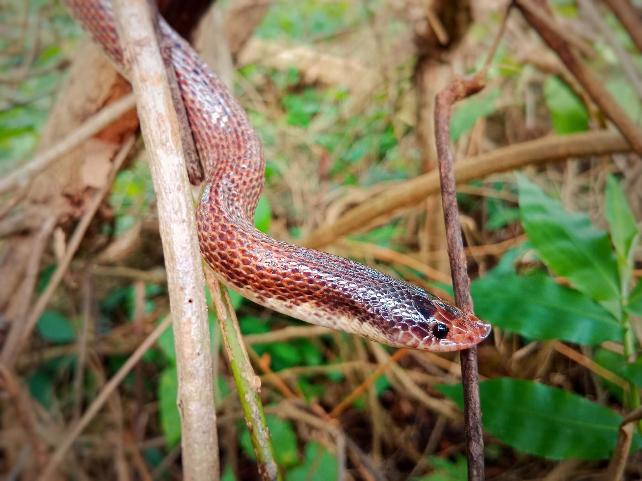 Image of Phimophis Cope 1860