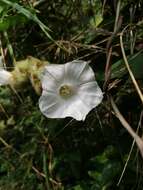 Imagem de Odonellia hirtiflora (M. Mart. & Gal.) K. Robertson