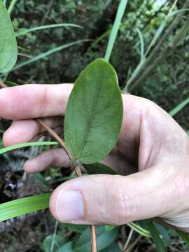 Imagem de Lonicera macrantha (D. Don) Spreng.