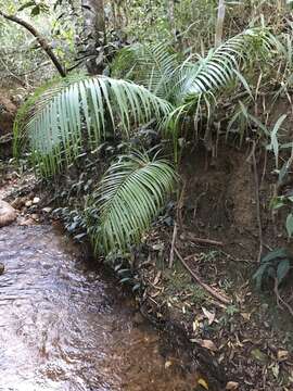 Imagem de Euterpe edulis Mart.