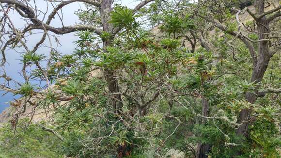 Image of fern-leaf Catalina ironwood