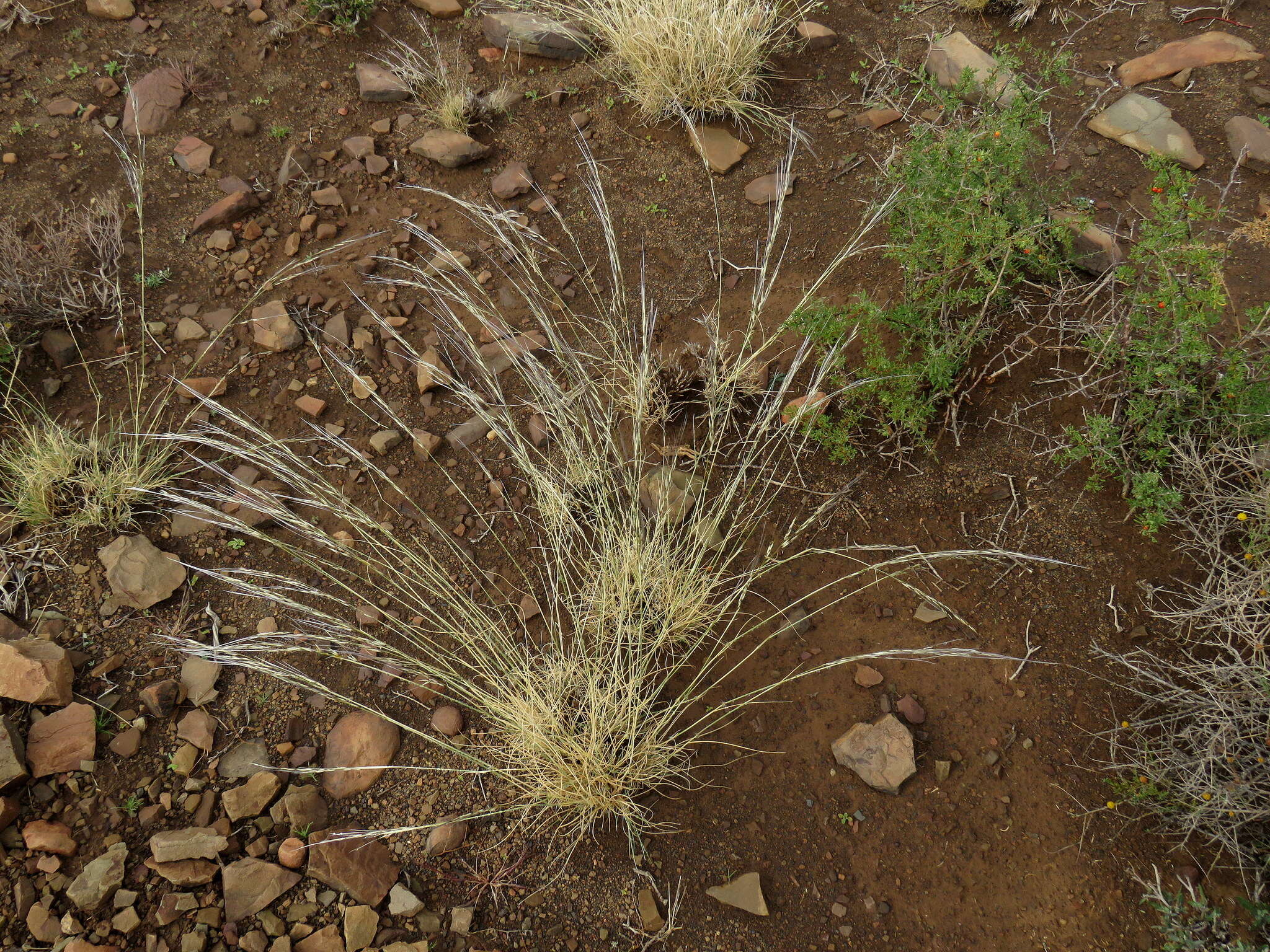 Image of Stipagrostis ciliata var. capensis (Trin. & Rupr.) De Winter