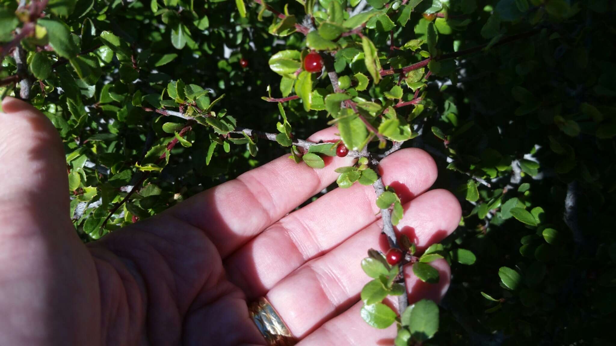 Image of redberry buckthorn