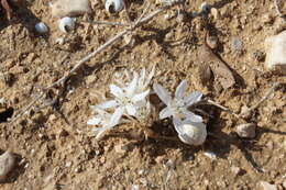 Image of Colchicum tuviae Feinbrun