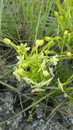 Image of Habenaria ambositrana Schltr.