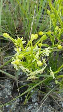 Image of Habenaria ambositrana Schltr.