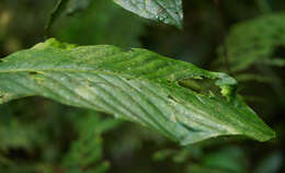 Image of Notopleura capitata C. M. Taylor